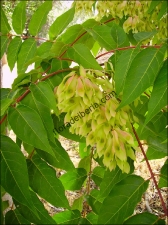 Ailanthus altissima2
